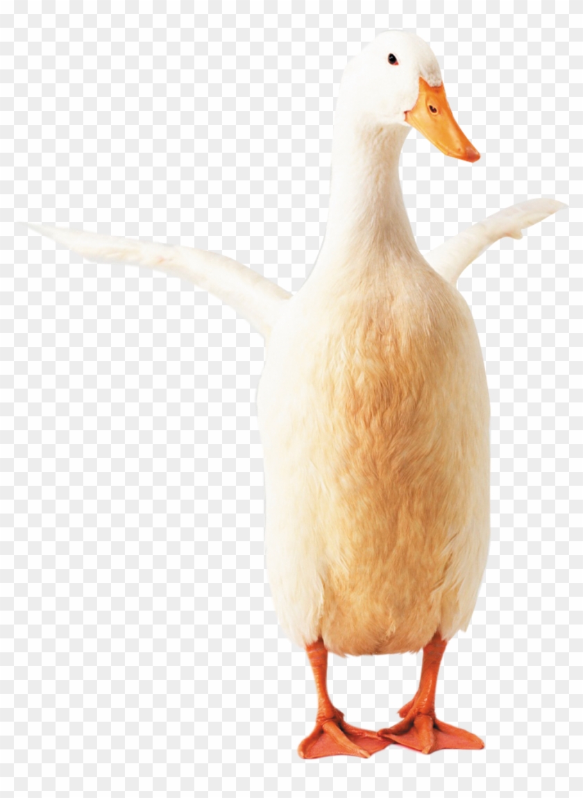 Goose Clipart Transparent - Duck #1676021