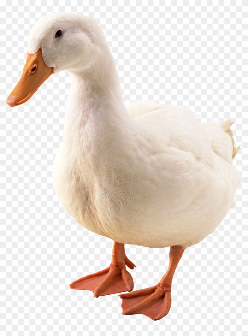 Goose Png - Pato Png #1676024