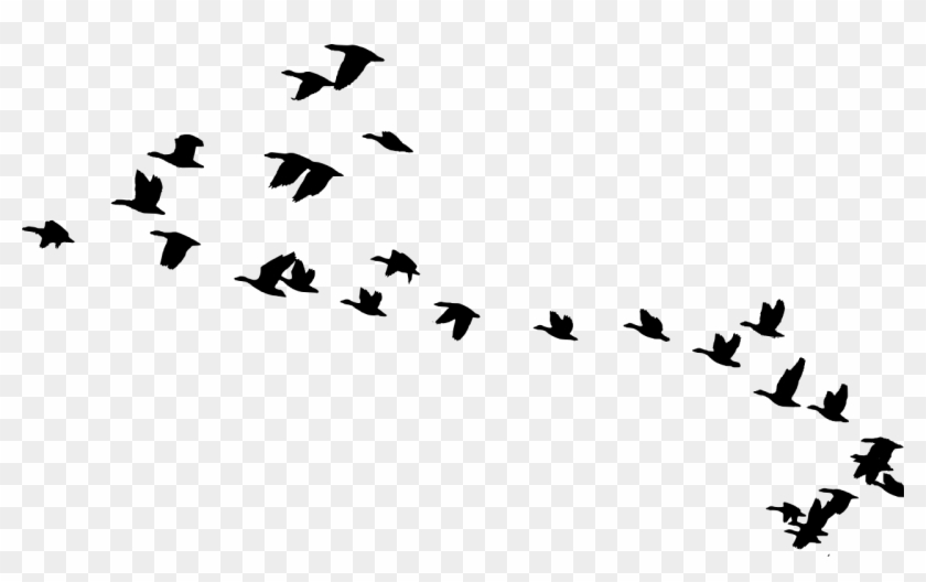 Bird Flying Png #1676026