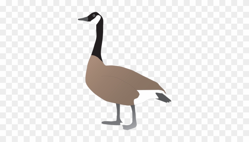 Canada Goose Svg - Geese Drawing #1676034