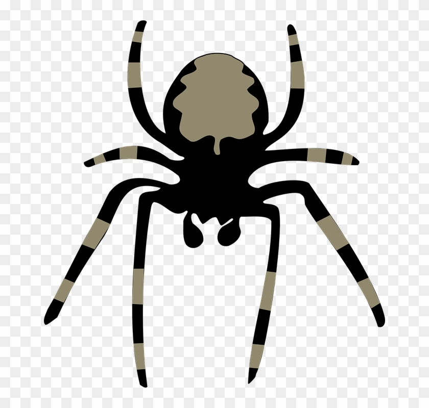 Spider Insect Arachnoid - Spider Clipart #1676060