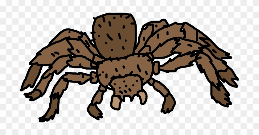 All Taurantulas Can Be Sorted Into Two Groups - Araneus #1676074