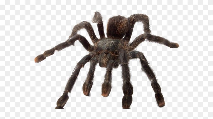 'ye Olde Arachnarium' - Tarantula #1676083