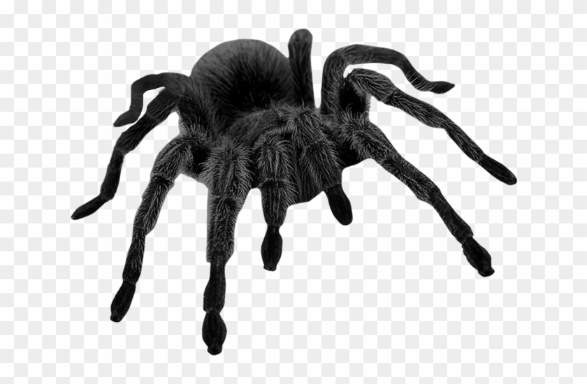 Sticker Tarantula Spider Scary Realistic - Super Top Missile Insect Mosquito Killer Machine #1676084