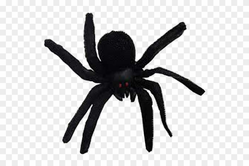 Sonhar Com Aranha #1676096
