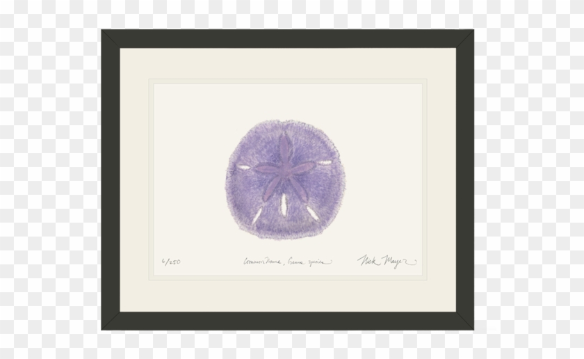 Purple Sand Dollar Nick Mayer Art - Sand Dollar #1676866