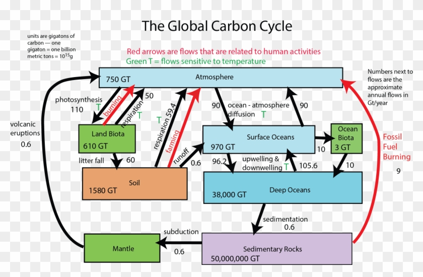 Clip Art Transparent Unit Reading - Carbon Cycle Systems Diagram #1677362