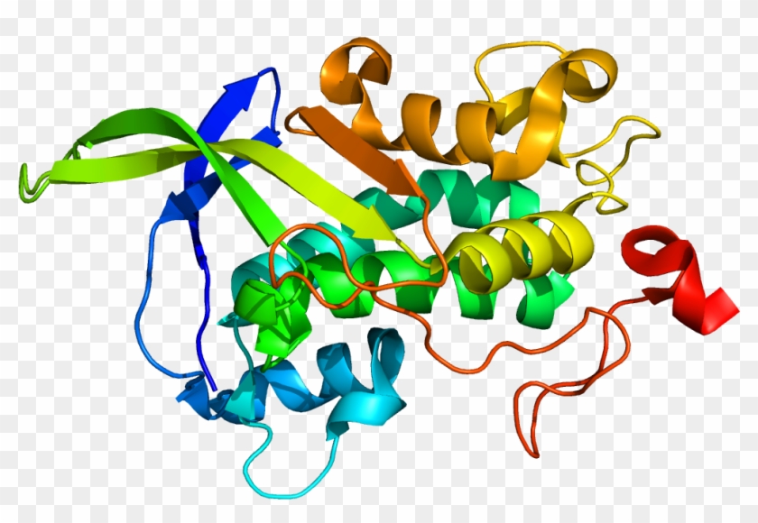 Niemann Pick Disease, Type C - Npc1 Protein #1677402