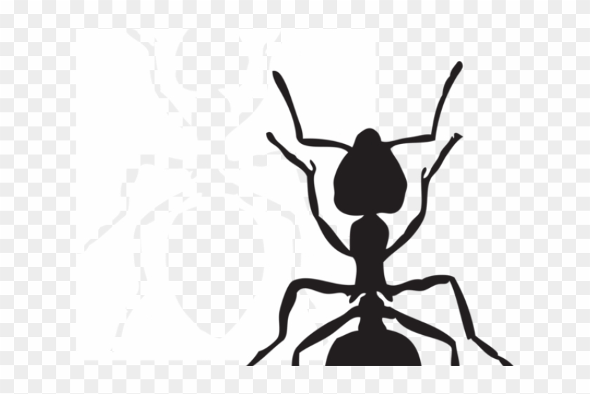 Ant Clip Art Black And White #1677602