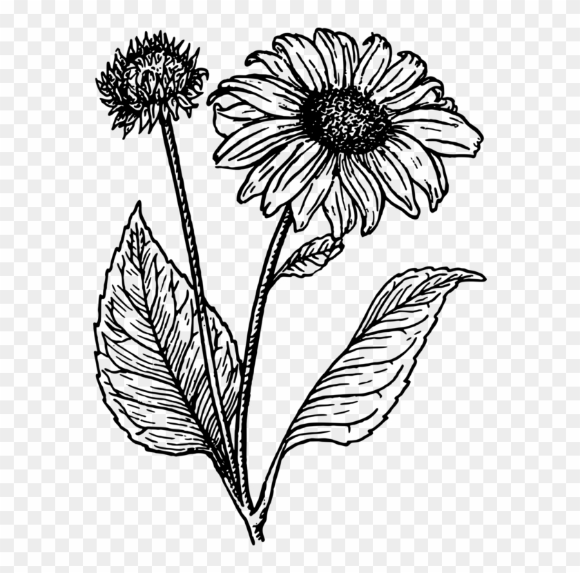 Drawing Line Art Common Sunflower Black And White Coloring - Black And White Sunflower Clipart #1678013