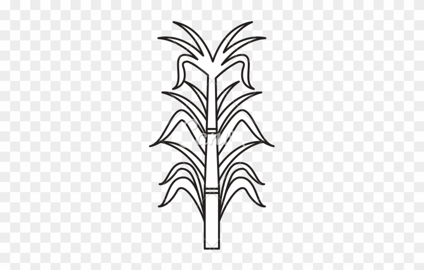 Sugarcane Drawing Huge Freebie Download For - Drawing Easy Sugar Cane - Free Transparent PNG Clipart Images Download Sugarcane Drawing Huge Freebie Download For - Drawing Easy Sugar Cane - Free Transparent PNG Clipart Images Download