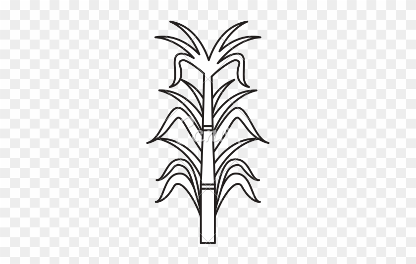 Drawing Line art sugar cane leaf branch symmetry png  PNGWing