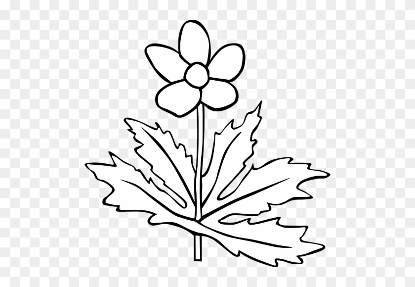 Anemone Clipart Black And White - Flower Clip Art #1678915