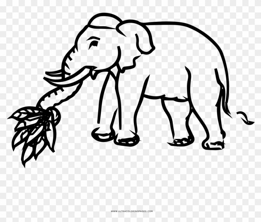 Indian Elephant #1679080