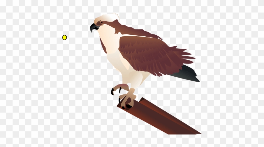 444 X 390 5 - Osprey Clipart #1679423