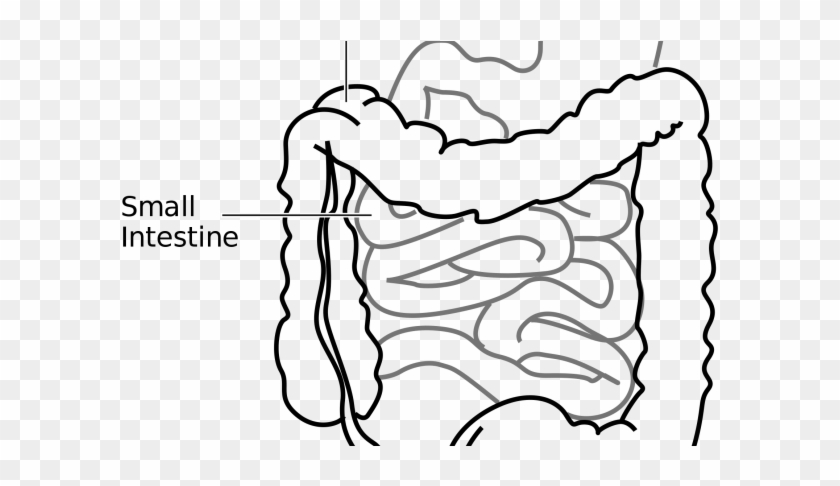 Small Intestine Clipart #1679583