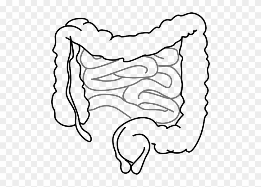 Gifx - Intestinos Del Cuerpo Humano Para Colorear #1679606