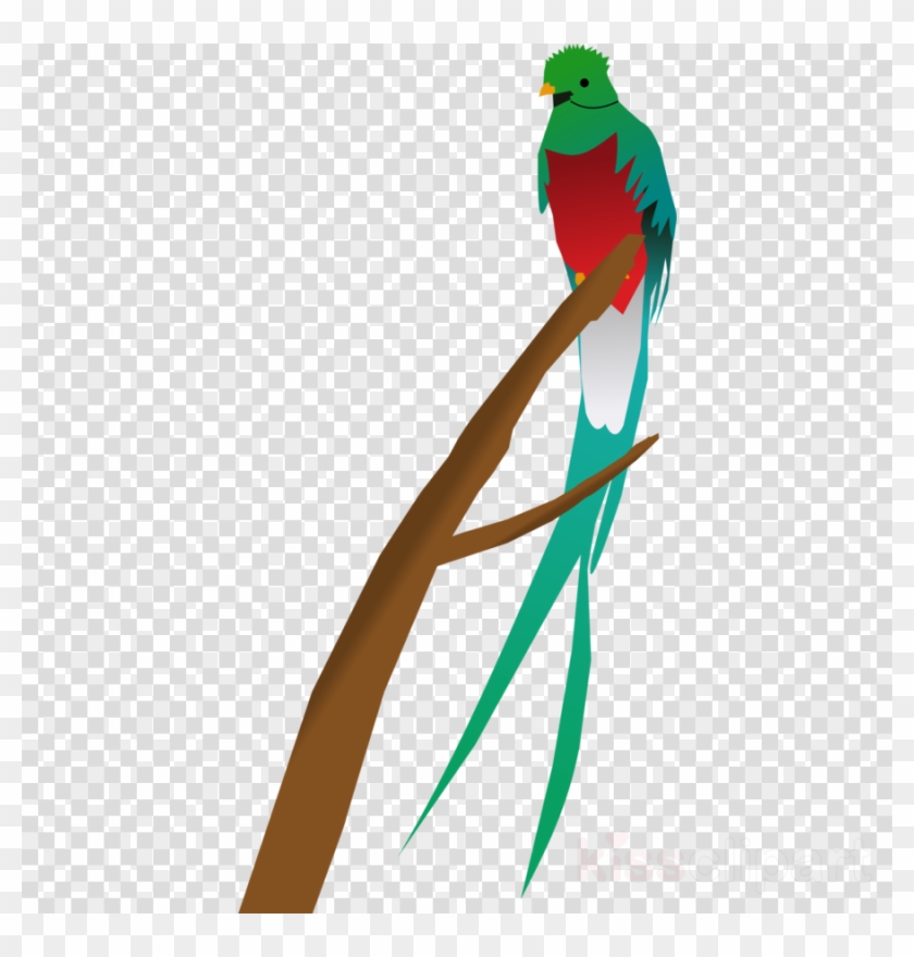 Quetzal Clipart Quetzal Clip Art - Question Mark With A Clear Background #1679709