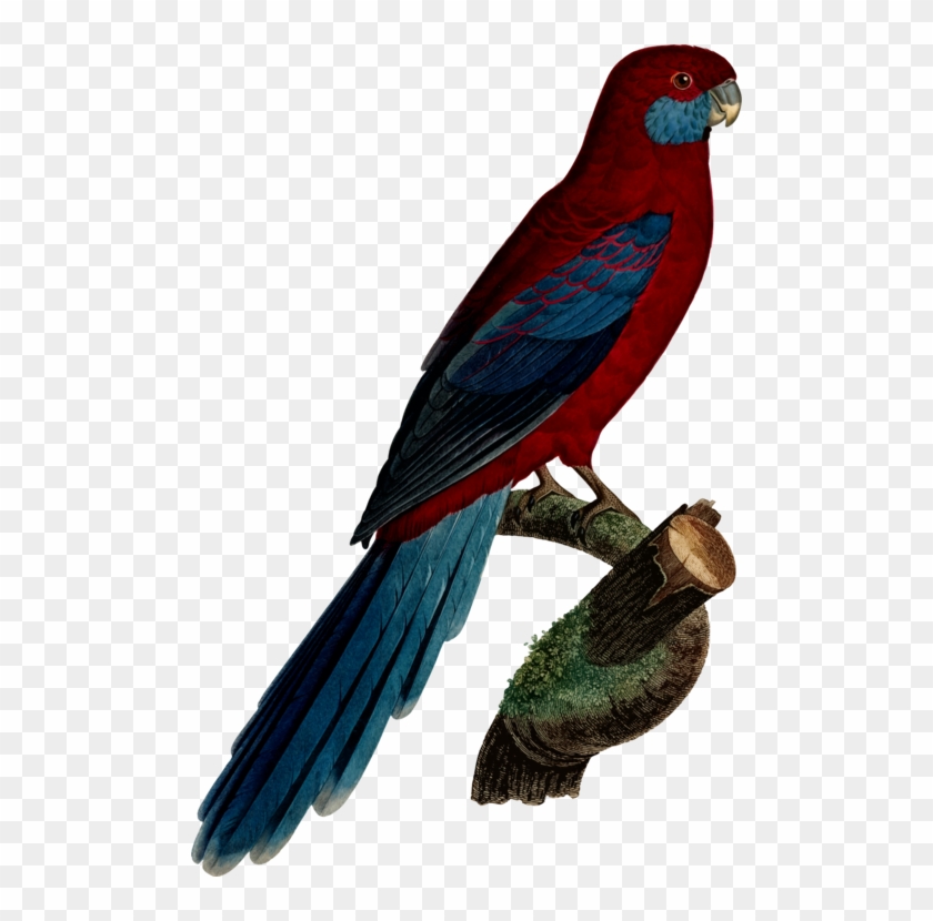 Budgerigar Parrot Crimson Rosella Parakeet Macaw - Parrot #1679710