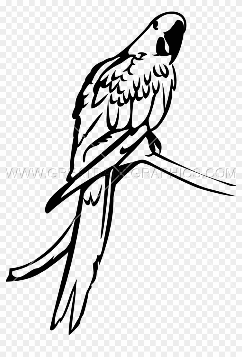 Macaw Clipart Hyacinth Macaw - Macaw Black And White #1679711
