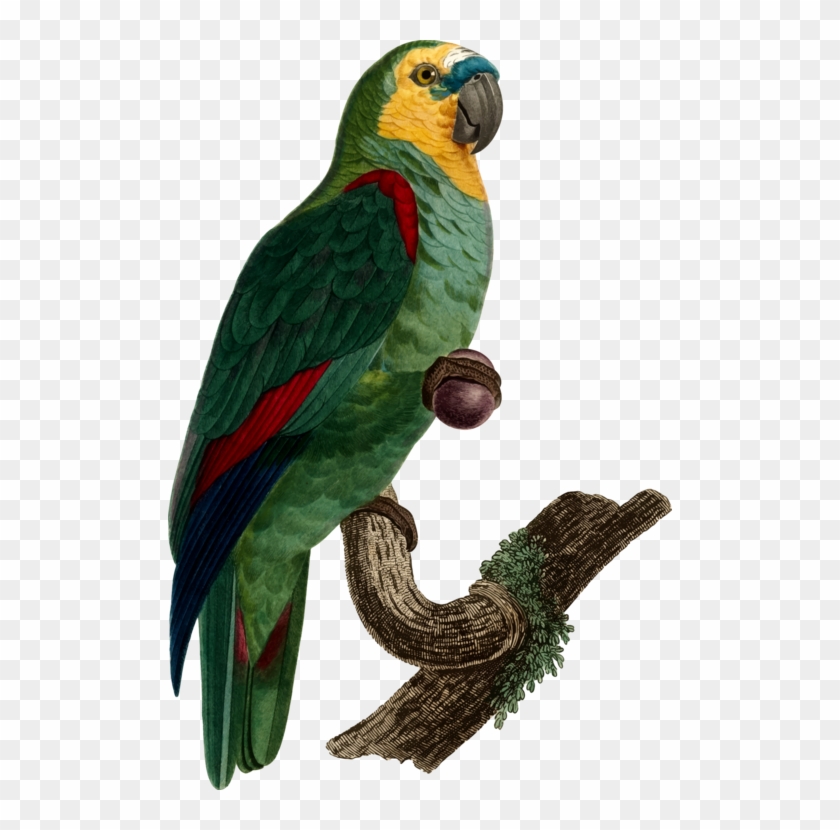 Budgerigar Macaw Bird Loriini Turquoise-fronted Amazon - Turquoise-fronted Amazon #1679725