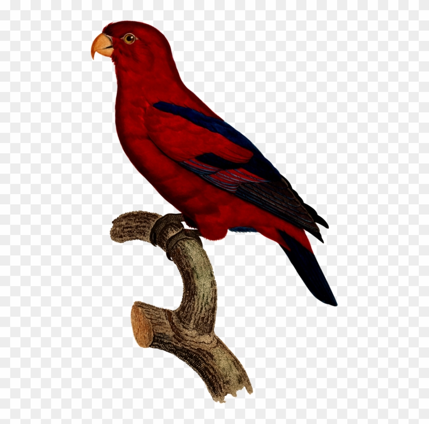 Macaw Parrot Bird Finches Drawing - Macaw #1679735