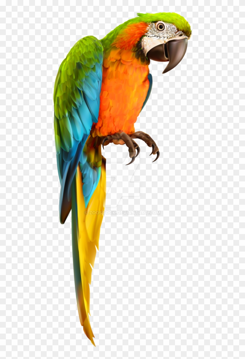 678 X 1178 1 - Transparent Background Parrot Png #1679740
