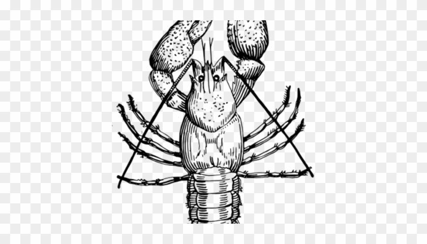 Joseph Fitzpatrick - Crawfish Drawing #1680083