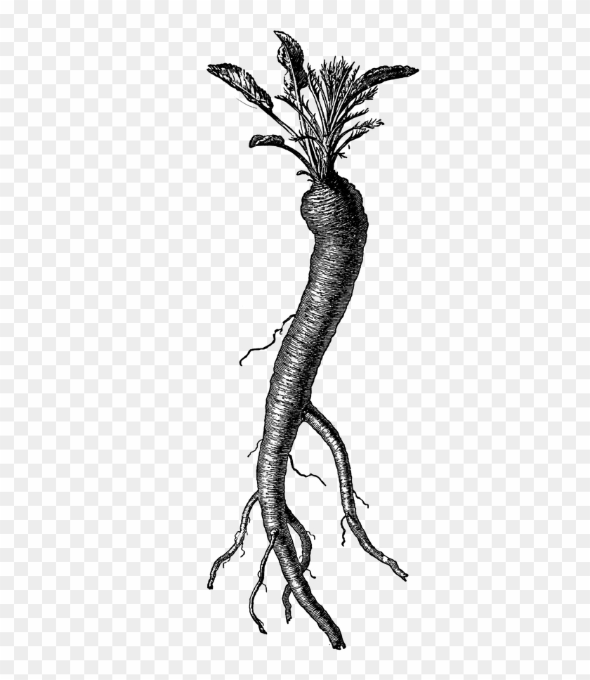Vintage Clipart Carrot - Illustration #1680612