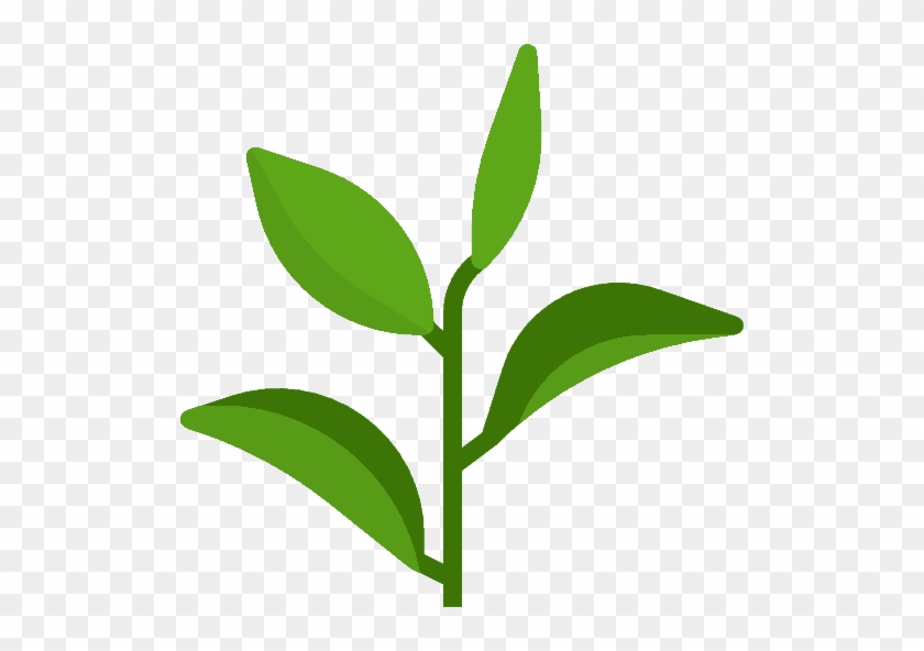 Plexus Accelerator - Green Tea Icon Png #1680658