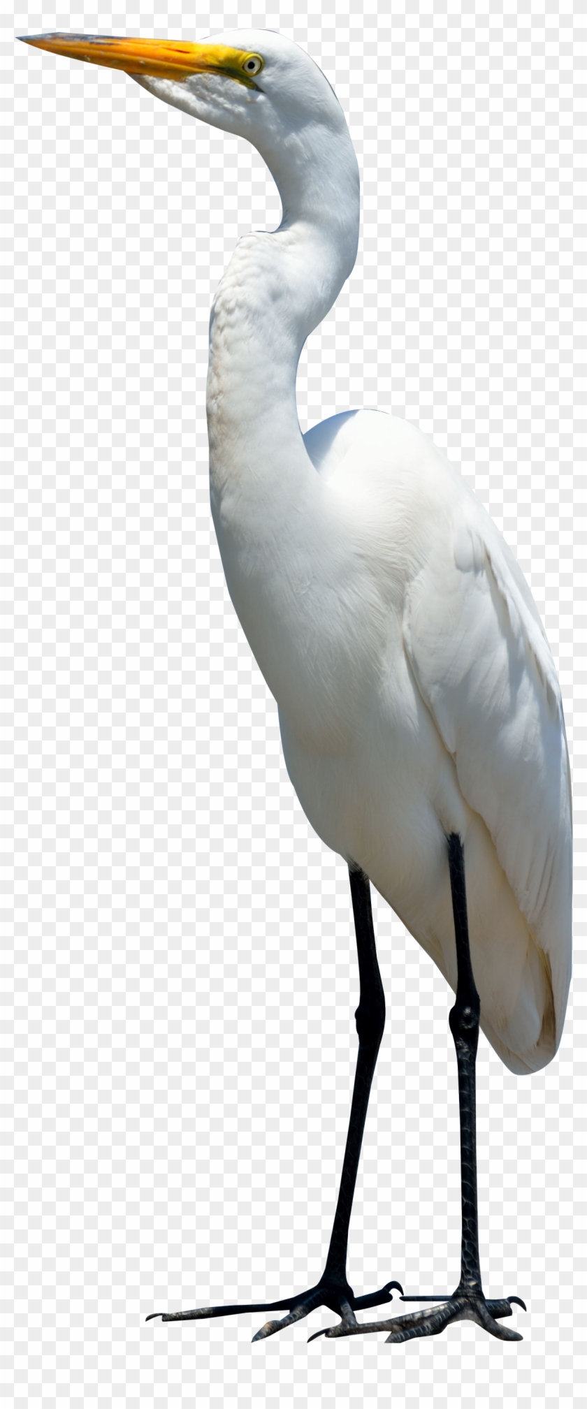 Egret Png Image Purepng Free Cc Library - Crane Bird #1680852