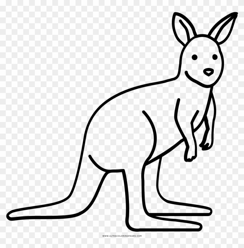 Wallaby - Kangaroo #1681339