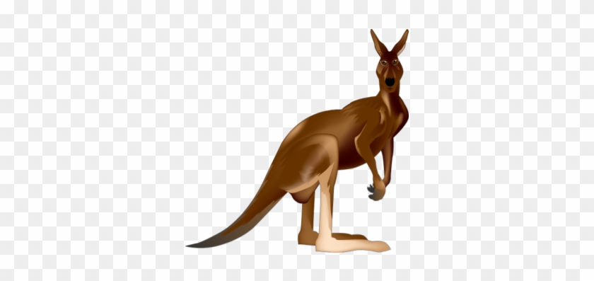Kangaroo - Kangaroo #1681348