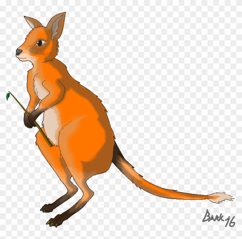 A - Kangaroo #1681365