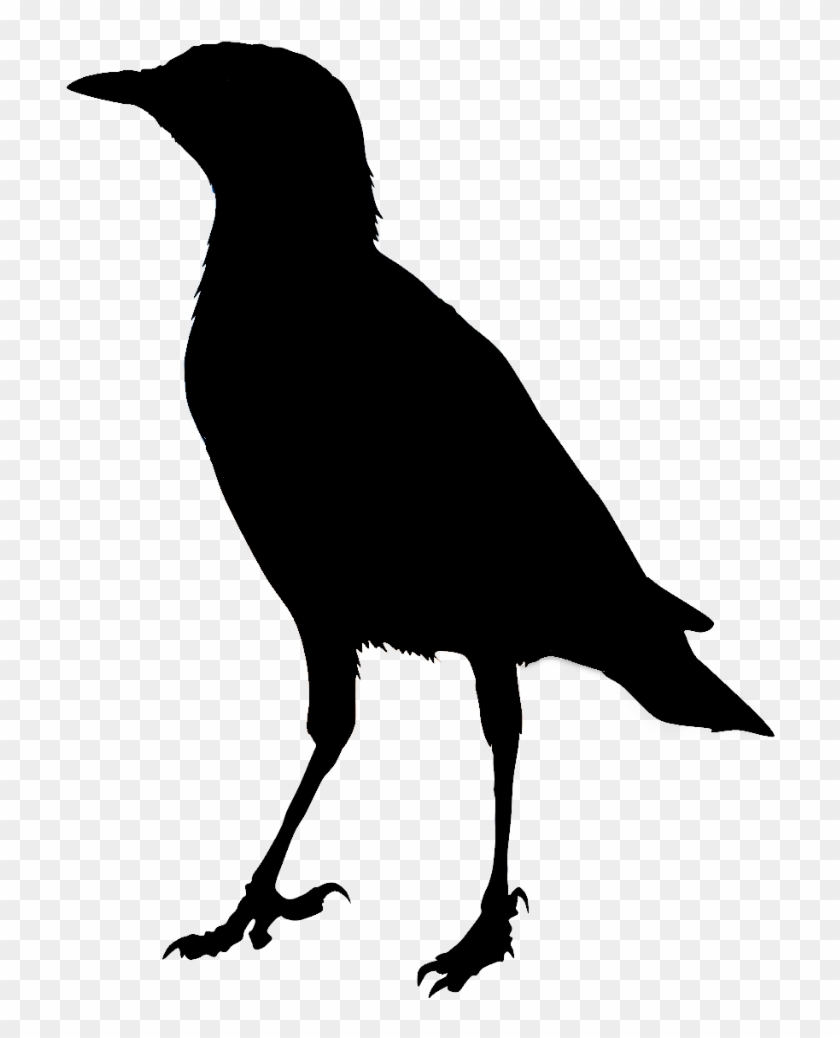 Animal Clip Arts - American Crow #1681431