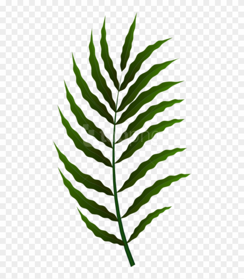 Free Png Download Green Leaf Clipart Png Photo Png - Fern #1681435