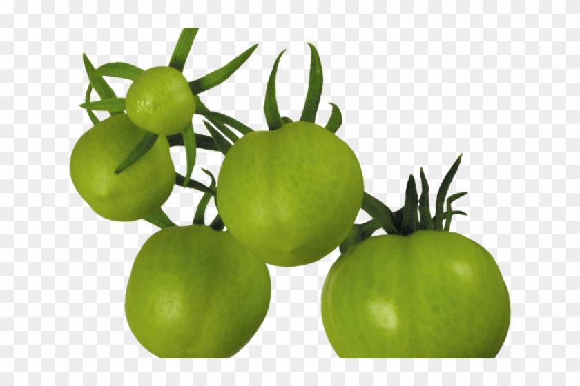 Cherry Tomato Clipart Object - Green Tomato Png #1681660