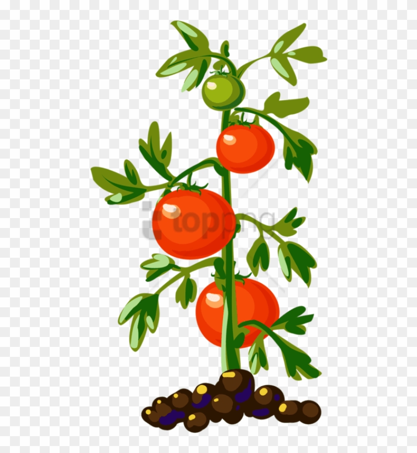 Free Png Download Tomato Plant Png Images Background - Tomato Plant Png #1681664