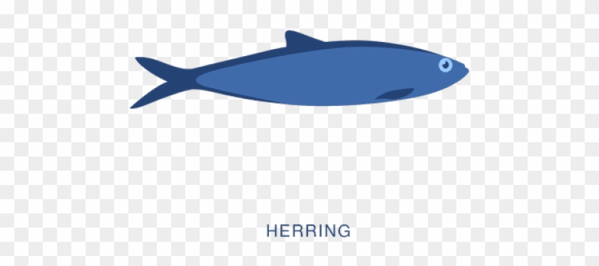 Herring Clipart Transparent - Shark #1681867
