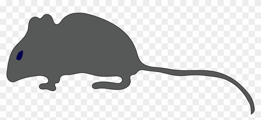 All Photo Png Clipart - Rat #1682064