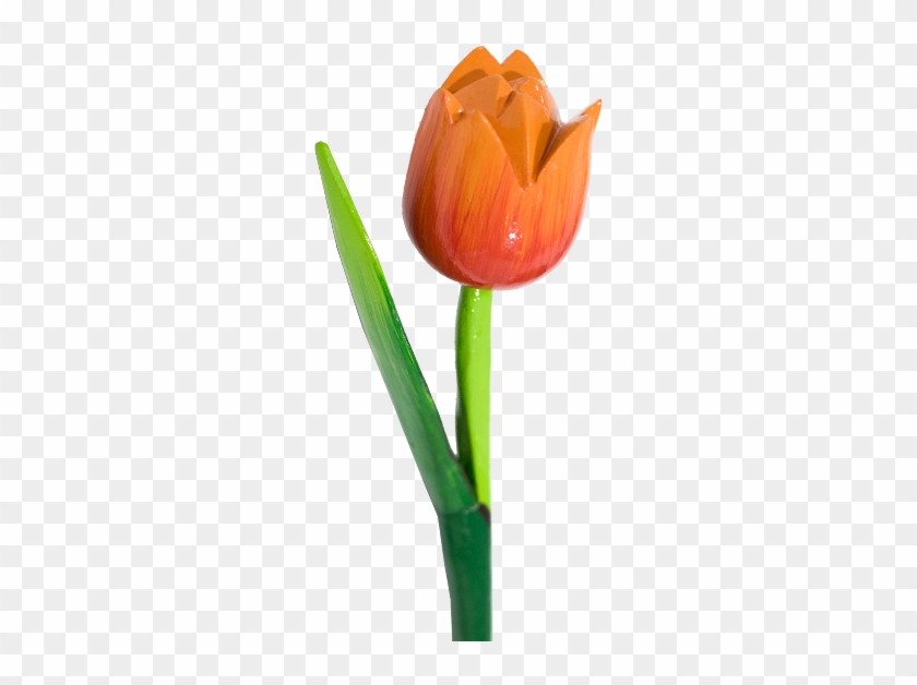 600 X 600 5 - Sprenger's Tulip #1682236