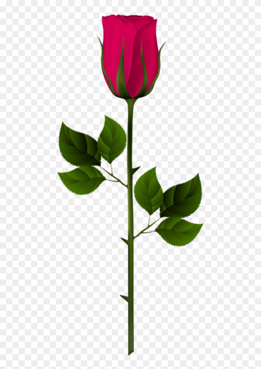 480 X 1108 1 - Garden Roses #1682262