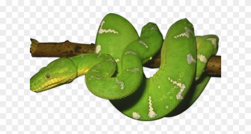 Smooth Green Snake Clipart Las Vegas - Green Snake Png #1682276