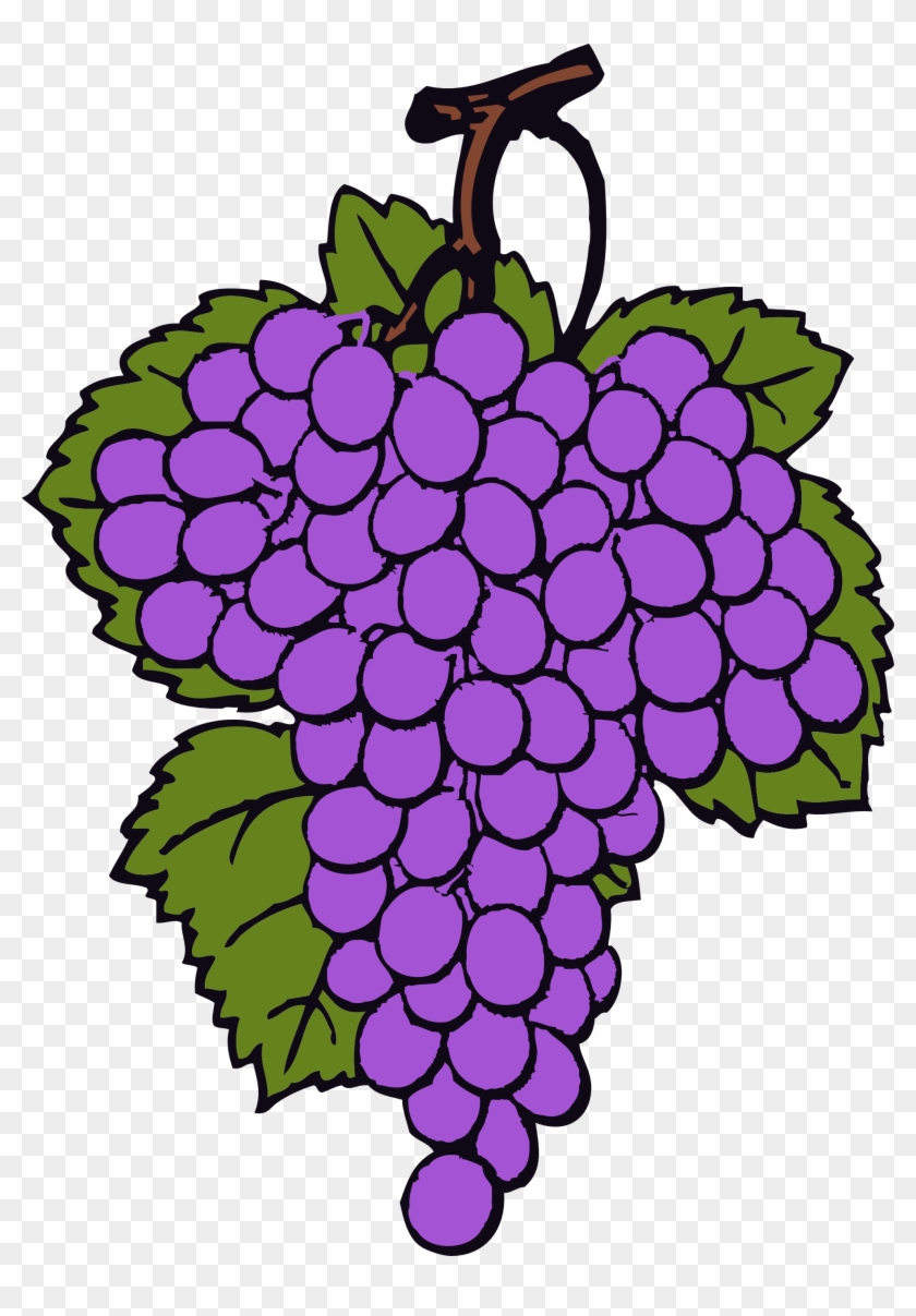 Grapes Vine Clipart - Grapes Clipart #257843