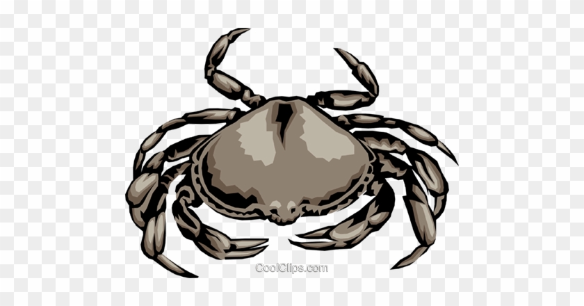 Crab Royalty Free Vector Clip Art Illustration - Freshwater Crab #1682555