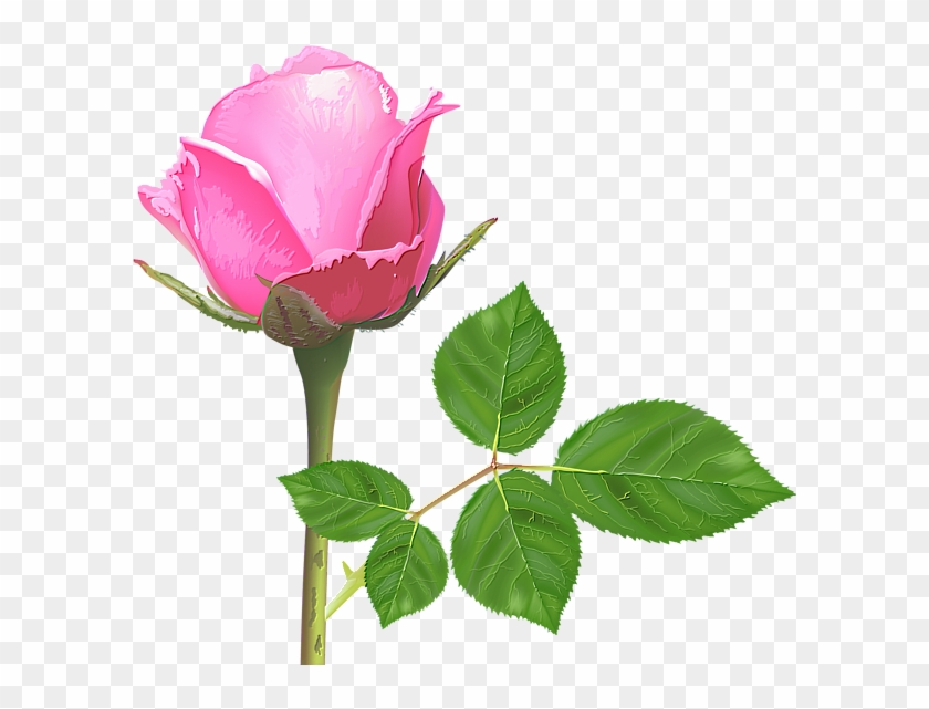 Light Pink Rose, Pink Rose Flower, Pink Roses, Rose - Rose Flowers Light Pink #1682738