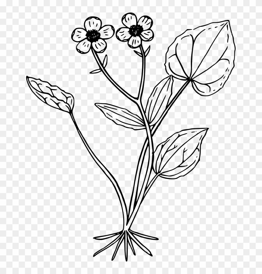Medium Image - Buttercup Clipart Black And White #1682785