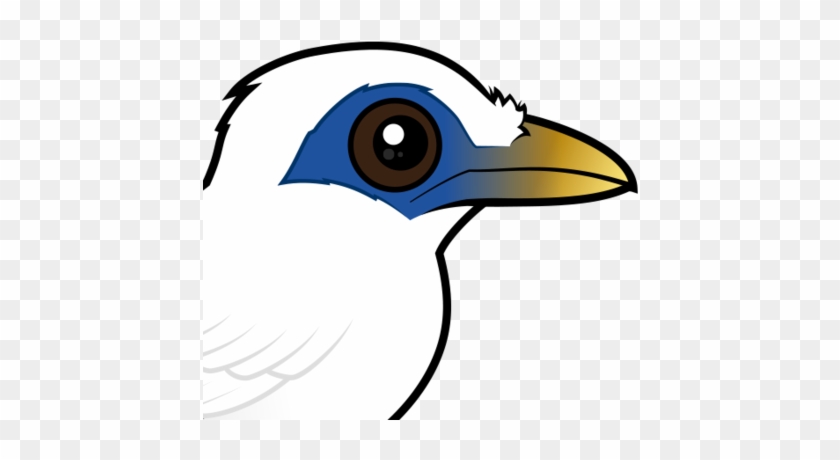 440 X 440 1 - Bali Myna #1683017