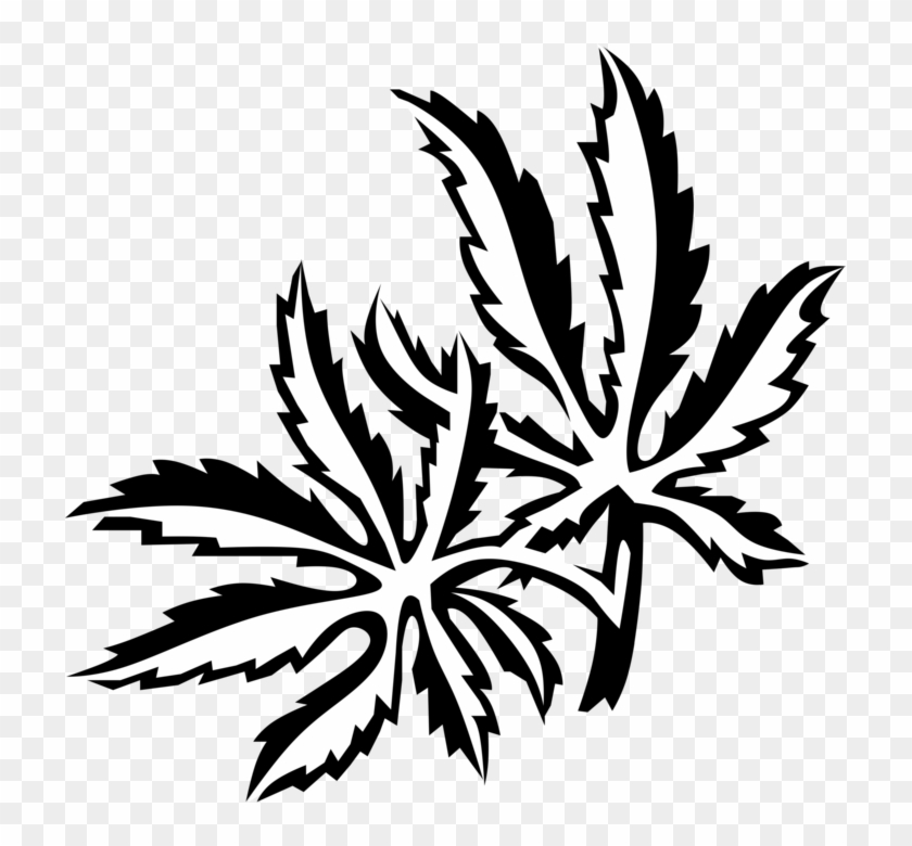 Picture Black And White Japanese Maple Leaves Image - Illustration #1683614