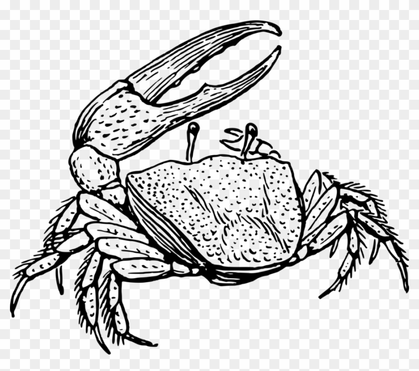 894 X 750 5 - Black And White Fiddler Crab #1683639
